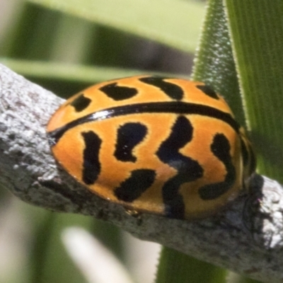 Cleobora mellyi (Southern Ladybird) at The Pinnacle - 17 Oct 2021 by AlisonMilton