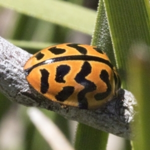 Cleobora mellyi at Hawker, ACT - 17 Oct 2021 12:10 PM