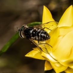 Dasybasis sp. (genus) (A march fly) at Molonglo Valley, ACT - 18 Oct 2021 by Roger