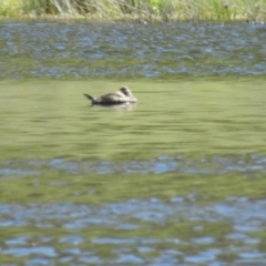 Oxyura australis (Blue-billed Duck) at QPRC LGA - 17 Oct 2021 by Liam.m