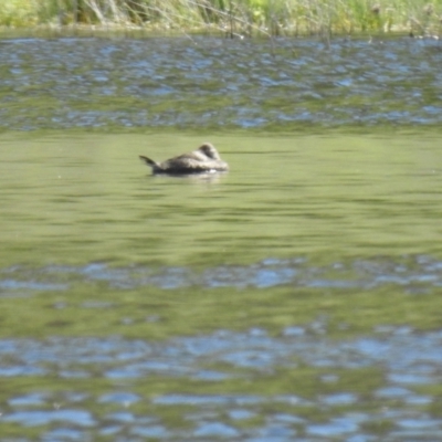 Oxyura australis (Blue-billed Duck) at QPRC LGA - 17 Oct 2021 by Liam.m