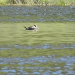 Oxyura australis (Blue-billed Duck) at Bungendore, NSW - 17 Oct 2021 by Liam.m
