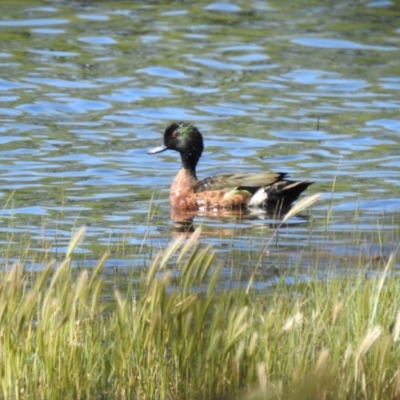 Anas castanea (Chestnut Teal) at QPRC LGA - 17 Oct 2021 by Liam.m