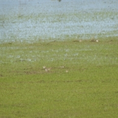 Anarhynchus ruficapillus (Red-capped Plover) at QPRC LGA - 17 Oct 2021 by Liam.m