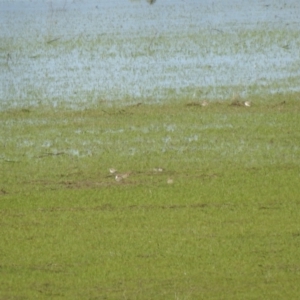 Anarhynchus ruficapillus at Lake George, NSW - suppressed