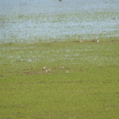 Anarhynchus ruficapillus (Red-capped Plover) at QPRC LGA - 17 Oct 2021 by Liam.m