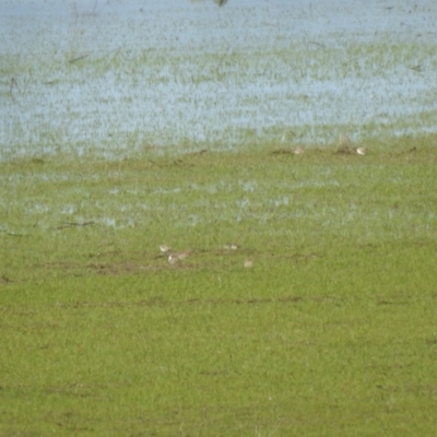 Anarhynchus ruficapillus (Red-capped Plover) at Lake George, NSW - 17 Oct 2021 by Liam.m