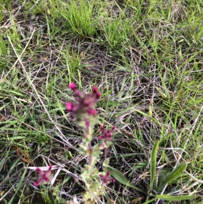 Parentucellia latifolia (Red Bartsia) at Wanniassa, ACT - 18 Oct 2021 by BruceG