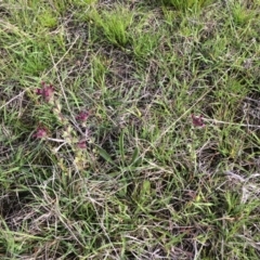 Parentucellia latifolia at Wanniassa, ACT - 18 Oct 2021