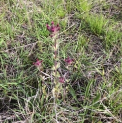 Parentucellia latifolia at Wanniassa, ACT - 18 Oct 2021 06:02 PM