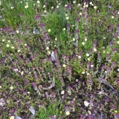 Parentucellia latifolia at Wanniassa, ACT - 18 Oct 2021