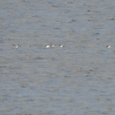 Recurvirostra novaehollandiae (Red-necked Avocet) at Lake George, NSW - 17 Oct 2021 by Liam.m