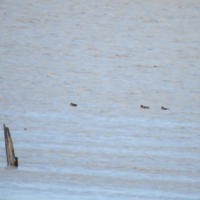 Anas castanea (Chestnut Teal) at Lake George, NSW - 17 Oct 2021 by Liam.m