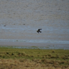 Falco peregrinus (Peregrine Falcon) at Lake George, NSW - 17 Oct 2021 by Liam.m