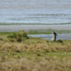 Falco peregrinus at Lake George, NSW - suppressed