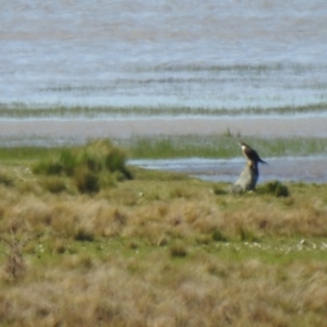 Falco peregrinus at Lake George, NSW - suppressed