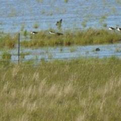 Himantopus leucocephalus (Pied Stilt) at Lake George, NSW - 17 Oct 2021 by Liam.m