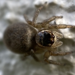 Maratus griseus (Jumping spider) at QPRC LGA - 18 Oct 2021 by Steve_Bok