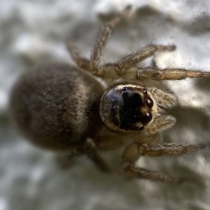 Maratus griseus at Jerrabomberra, NSW - suppressed