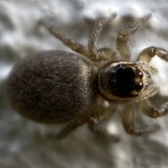 Maratus griseus at Jerrabomberra, NSW - 18 Oct 2021