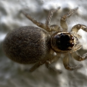 Maratus griseus at Jerrabomberra, NSW - suppressed