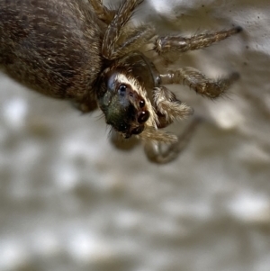 Maratus griseus at Jerrabomberra, NSW - 18 Oct 2021