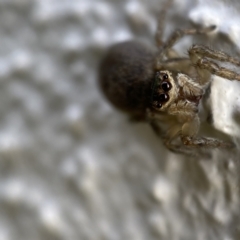 Maratus griseus at Jerrabomberra, NSW - suppressed