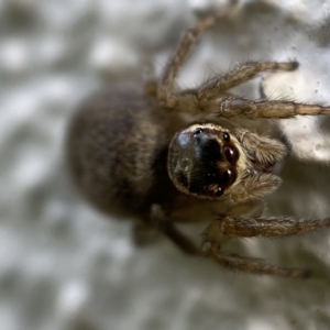 Maratus griseus at Jerrabomberra, NSW - 18 Oct 2021