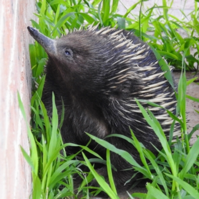 Tachyglossus aculeatus (Short-beaked Echidna) at Lions Youth Haven - Westwood Farm - 18 Oct 2021 by HelenCross