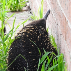 Tachyglossus aculeatus at Kambah, ACT - suppressed