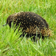 Tachyglossus aculeatus at Kambah, ACT - suppressed