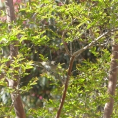 Caligavis chrysops (Yellow-faced Honeyeater) at Conder, ACT - 17 Oct 2021 by Gardener