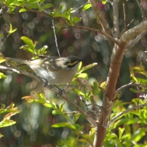 Caligavis chrysops at Conder, ACT - 17 Oct 2021