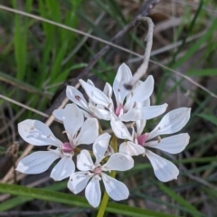 Burchardia umbellata (Milkmaids) at Nail Can Hill - 17 Oct 2021 by Darcy