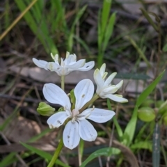 Burchardia umbellata at Albury, NSW - 17 Oct 2021