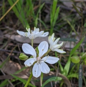 Burchardia umbellata at Albury, NSW - 17 Oct 2021