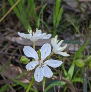 Burchardia umbellata at Albury, NSW - 17 Oct 2021 04:14 PM