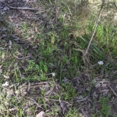 Burchardia umbellata at Albury, NSW - 17 Oct 2021