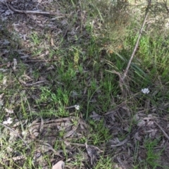 Burchardia umbellata at Albury, NSW - 17 Oct 2021 04:14 PM