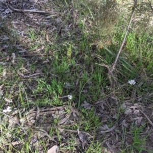 Burchardia umbellata at Albury, NSW - 17 Oct 2021