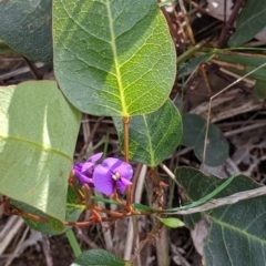 Hardenbergia violacea (False Sarsaparilla) at Albury - 17 Oct 2021 by Darcy