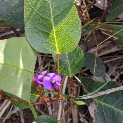 Hardenbergia violacea (False Sarsaparilla) at Nail Can Hill - 17 Oct 2021 by Darcy