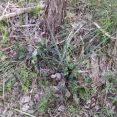 Hardenbergia violacea at Albury, NSW - 17 Oct 2021