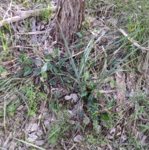 Hardenbergia violacea at Albury, NSW - 17 Oct 2021