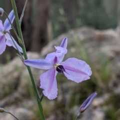 Arthropodium strictum (Chocolate Lily) at Nail Can Hill - 17 Oct 2021 by Darcy