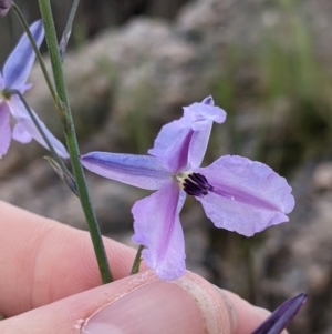 Arthropodium strictum at Albury, NSW - 17 Oct 2021 04:18 PM