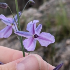 Arthropodium strictum at Albury, NSW - 17 Oct 2021 04:18 PM