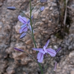 Arthropodium strictum at Albury, NSW - 17 Oct 2021 04:18 PM