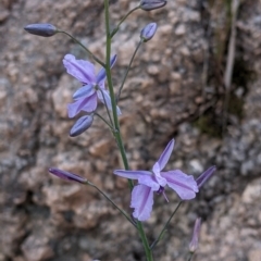 Arthropodium strictum at Albury, NSW - 17 Oct 2021 04:18 PM