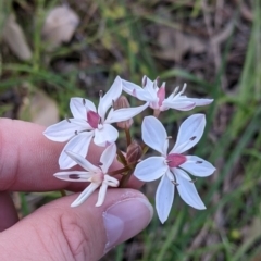 Burchardia umbellata (Milkmaids) at Nail Can Hill - 17 Oct 2021 by Darcy